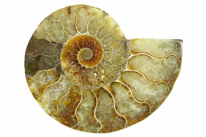 Cut & Polished Ammonite Fossil (Half) - Madagascar #364853